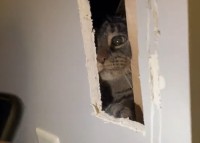 愛猫の救出劇！冒険好きな猫がいないと思ったら・・壁の裏からその声が！？！？壁に穴を開けて捜索開始！！【アメリカ・動画】