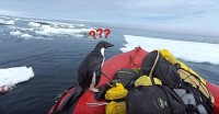 海からピョーン！間違ってゴムボートに上がっちゃったペンギンの戸惑う姿がかわいい！