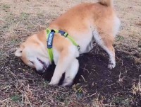 穴掘りに一生懸命な柴犬の姿がかわいくて笑える！「倍速じゃないですよね？」「揺れて耳がパタパタするのがさらにかわいい」