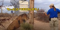 飼育員「死ぬかと思った！」檻の中のライオンにビビらされる飼育員に思わず笑ってしまう