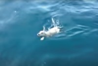 【奇跡の救出劇】海を漂流していた仔犬のラブラドールが、ヨットの船員に奇跡的に救出された！