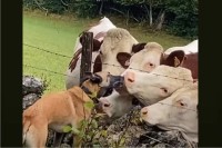 とっても仲良しな犬とウシたち。犬からのキスを求めてウシたちが寄ってきた！！【海外・動画】