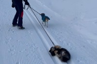 雪山まで散歩するはずが！？愛犬が寝転んで起き上がらない！！【海外・動画】