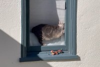 窓辺でお昼寝する猫。だけどその体勢・・キツくないの？？【アメリカ・動画】