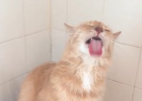 宙に向かってペロペロ。猫が舐めているのは・・シャワーからの水です！！