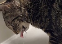 子猫は蛇口から水を飲むのが得意じゃない？口ではなく頭で水を受けています！！【アメリカ・動画】
