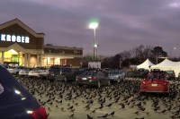 おいおいこの世の終わりかよ･･･大量の黒い鳥がスーパーの駐車場を占拠！世にも恐ろしい光景が話題に