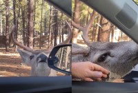 野生動物とは思えない人懐っこさ！シカが車に近寄ってくると・・なでてアピールしてきた！！【アメリカ・動画】