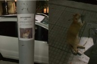 「ウチの猫知りませんか？」迷子の猫を探すポスターの下にいたのは・・行方知らずのはずの猫ちゃん！？！？【海外・動画】