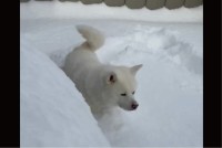 雪の中に顔をうずめた秋田犬。その姿に「かわいい」「和みました」「幸せだねえ」