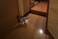 リノベーションを相談するために家の中の写真を撮ってると・・、逐一写り込んでくる猫がかわいすぎる！