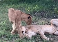 お昼寝するよりママと遊びたい？ライオンの親子のじゃれつきにほっこり！！【海外・動画】
