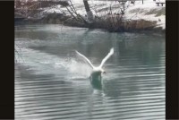 泳ごうとした男性に迫る影！撮影者さん達に迫ってきたのは・・縄張りを主張する白鳥！！
