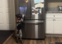 賢い子犬。氷が欲しいので冷蔵庫の前まで来ると・・自分で氷を必要な分用意しました！！【アメリカ・動画】