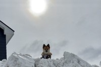 除雪車が家の前に雪を置いていき雪山状態に・・。絶望の状況と気持ちを払拭してくれた頂に立つ愛犬の姿が話題に！！
