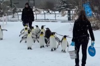 よちよち歩きで行進するキングペンギンたち。かわいい行列の中にはモフモフ赤ちゃんの姿も！！【海外・動画】