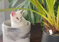 にょきにょき生えてきた！？観葉植物用の植木鉢の中に白猫が！！【海外・動画】