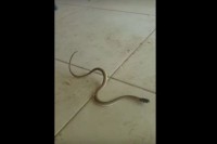 【衝撃映像】赤ちゃんヘビが不思議なダンスをしている！と思ったら・・・よ〜く見たら分かるある理由があって踊っているように見えたのです