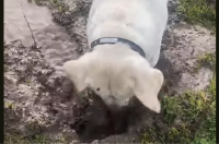 一心不乱に泥遊びをする犬。ひたすら穴掘りをしていますが・・顔を上げたらもちろん！！【アメリカ・動画】