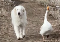 農場をパトロールする犬。相棒のガチョウも一緒で頼もしい！！【アメリカ・動画】