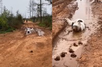 泥遊びを満喫する犬たち。道路にできた水たまりに向かって一直線！！【海外・動画】