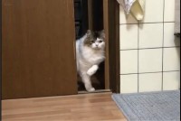 自分で戸を開けるも、入ってくるのを一瞬ためらう猫がかわいすぎる！「何かを見てしまったのかにゃ」