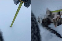 どれだけ積もったか調べたいのに・・・。雪の深さをメジャーで測ろうとしたら、とてもかわいいお邪魔虫がメジャーに向かって突進してきました！！