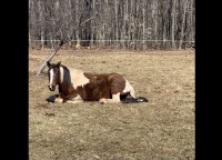 牧場の真ん中に腰を下ろしてのんびり過ごす馬ですが、実は猫と戯れています！猫はいったいどこに？