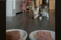 ASMRにもどうぞ！ダッシュしてきて食事を始めた猫たち。食べっぷりが実にいい！！【アメリカ・動画】