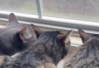 窓辺で身を低くする猫たち。わずかに見える外をじっと見つめてる！！【アメリカ・動画】