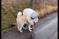 寒すぎて散歩中の愛犬で暖を取る女の子。そんなふたりの姿に「かわいすぎる」「犬もうれしそう」