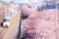 美しい桜と通りがかった電車という素敵な構図･･･しかしよく見ると“驚くべきシーン”が写っていた！