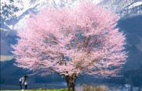 これは世界に誇れる美しさだ！奇跡のような一本桜の写真が凄い！