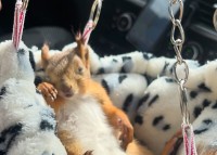 ハンモックベッドでお昼寝するリス。ドライブ中にぐっすり眠るその寝顔がかわいい！！