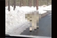 雪も積もる山道を車でドライブしていたら・・、『ある野生動物』が接近して来ましたよ！！【アメリカ・動画】