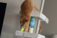 遊んでいた猫にハプニング発生！キャットタワーの上でオモチャに夢中になっていたら・・【アメリカ・動画】