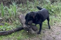 それは枝と言うにはあまりにも大きすぎた。おさんぽ中の犬が拾い上げたお気に入りは・・枝というより丸太！？【海外・動画】