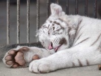 ぐっすり眠るホワイトタイガー。舌をしまい忘れているのがかわいすぎる！「遊び疲れてくったり」「大きい猫・・・」