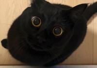 おめめしか見えない！？黒猫の最高にかわいい瞬間に反響！「おめめくりくりでかわいい」「綺麗なおめめだにゃ」