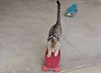 スケートボードが特技の子猫。ぶつからないようにカーブもできるし乗り換えもできちゃう！！【海外・動画】