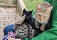 ヒザに3匹の猫が乗る『ヒザねこトリプル』ができるまでの過程に反響！「3匹目の無理矢理感」「みんな人懐こい」