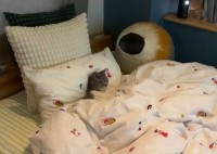 仕事中に抱っこのおねだりしてきた猫をベッドに座らせて『とある動画』を見せた結果・・。その姿が話題に！！