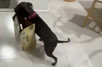 庭まで箱を運ぼうとする愛犬。だけどそれは・・空箱じゃないの！！【海外・動画】