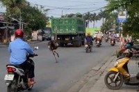 こんなところになぜ？バイクにまじってベトナムの道路を走っていくのは・・【海外・動画】