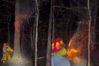 内側が真っ赤に燃え上がる大木！！消防隊員が木を切り対処する不思議な光景