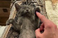 ぐっすり眠るかわいい子猫。ナデナデされてもおててをぴょこぴょこイタズラされても起きる気配はありません！！【アメリカ・動画】