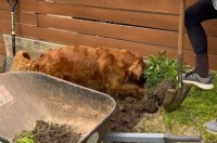 ゴールデンレトリバーが庭仕事をする飼い主さんのお手伝い！一生懸命ホリホリ中！！【アメリカ・動画】