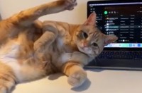 パソコンの前に横たわるネコ。大胆なそのポーズは・・飼い主さんの気を引く作戦？【アメリカ・動画】