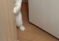 「早く遊ぶぞ！」って言いにきた？ネコがドアから顔をのぞかせる姿がかわいすぎる！