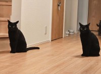 「コピペ・・・かな？」黒猫が分身しているような光景が話題に！